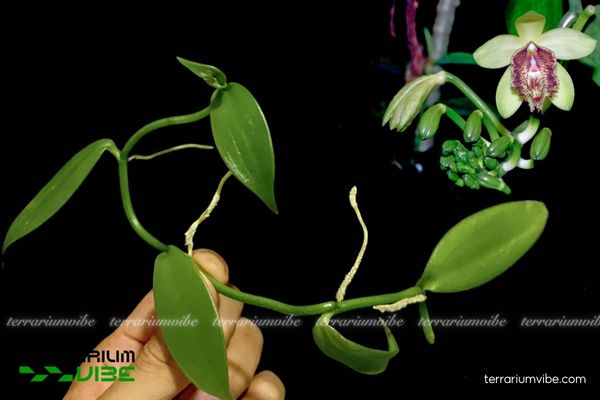 Lan Vani Nhiều Lông 1 Phân loại sinh học của Lan Vani Nhiều Lông