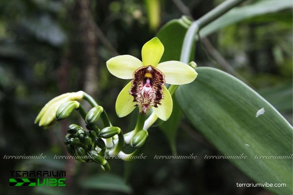 Lan Vani Nhiều Lông 2 Lan Vani Nhiều Lông sống phụ sinh trên thân cây hoặc vách đá