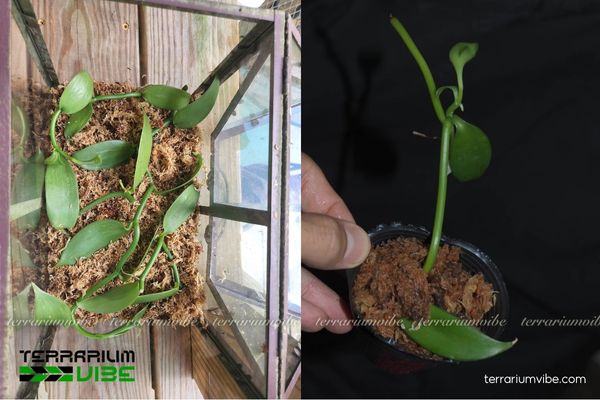 Lan Vani Nhiều Lông 3 Lan Vani Nhiều Lông thích hợp terrarium mở, bán mở hoặc kín