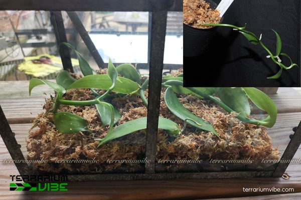 Lan Vani Nhiều Lông 4 Các yếu tố môi trường cơ bản chăm cây Lan Vani Nhiều Lông