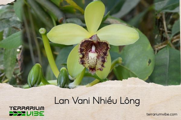 lan-vani-nhieu-long lan vani nhiều lông