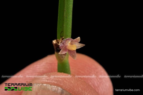 Lan Vòi Sừng Trụ 1 Đặc điểm hình dáng sinh học Lan Vòi Sừng Trụ