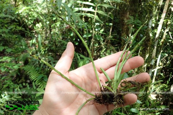 Lan Vòi Sừng Trụ 2 Lan Vòi Sừng Trụ trong môi trường rừng nhiệt đới ẩm, mọc biểu sinh ở độ cao