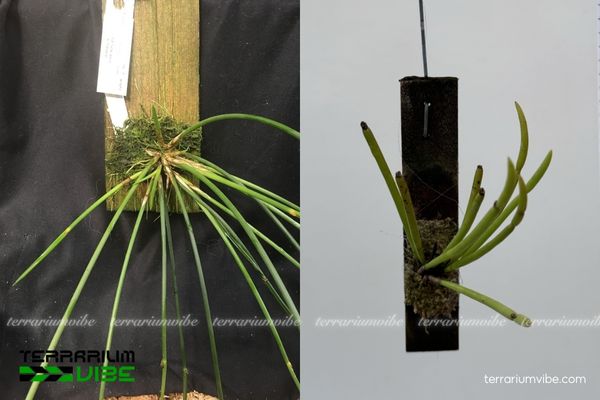 Lan Vòi Sừng Trụ 4 Điều kiện môi trường cơ bản chăm Lan Vòi Sừng Trụ trong hồ cạn