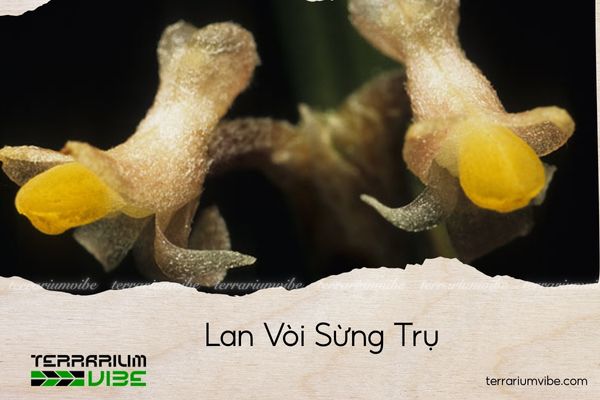 lan-voi-sung-tru lan vòi sừng trụ