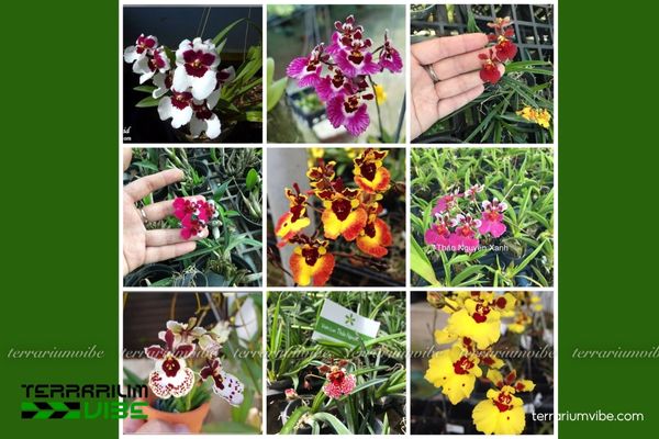 Lan Vũ Nữ Bút Chì 1 Đặc điểm hình thái của loài Lan Vũ Nữ Bút Chì