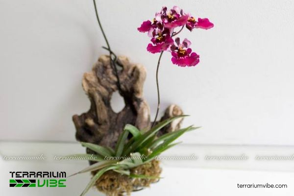 Lan Vũ Nữ Bút Chì 2 Lan Vũ Nữ Bút Chì mọc ở rừng mưa nhiệt đới, ưa khí hậu ấm, ẩm, và ánh sáng nhẹ