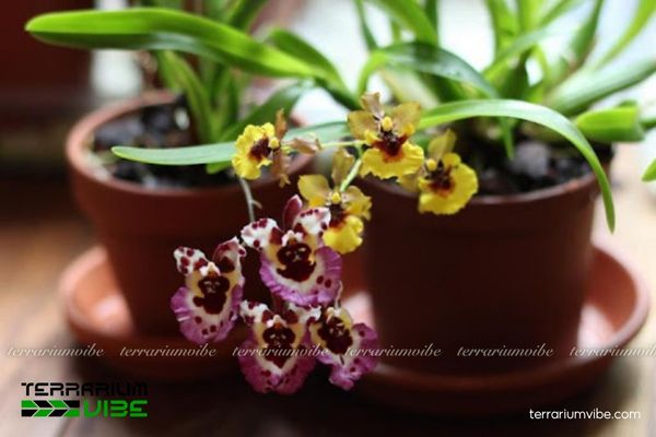 Lan Vũ Nữ Bút Chì 3 Lan Vũ Nữ Bút Chì thích hợp trồng trong terrarium nhỏ, dễ phối hợp với rêu và cây mini