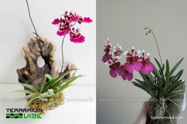 Lan Vũ Nữ Bút Chì 4 Cách chăm sóc cơ bản cây Lan Vũ Nữ Bút Chì trong làm tiểu cảnh