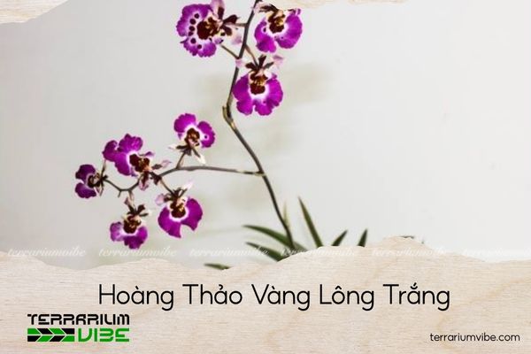 lan-vu-nu-but-chi lan vũ nữ bút chì
