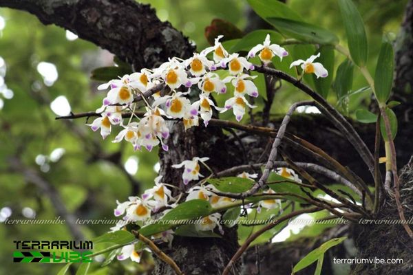 Lan Ý Thảo 2 Lan Ý Thảo có nguồn gốc từ châu Á nhiệt đới, sống biểu sinh trên cây gỗ