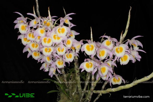 Lan Ý Thảo 4 Điều kiện môi trường cần thiết để chăm cây Lan Ý Thảo