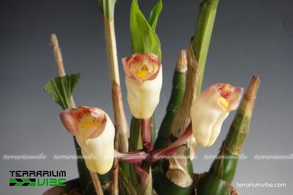 Lan Yên Ngựa Đà Lạt 1 Đặc điểm hình thái sinh học của Lan Yên Ngựa Đà Lạt