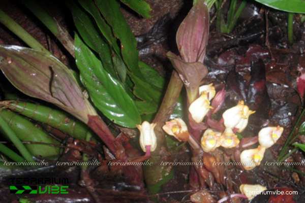 Lan Yên Ngựa Đà Lạt 2 Cây Lan Yên Ngựa Đà Lạt mọc trong rừng ẩm, ánh sáng tán xạ