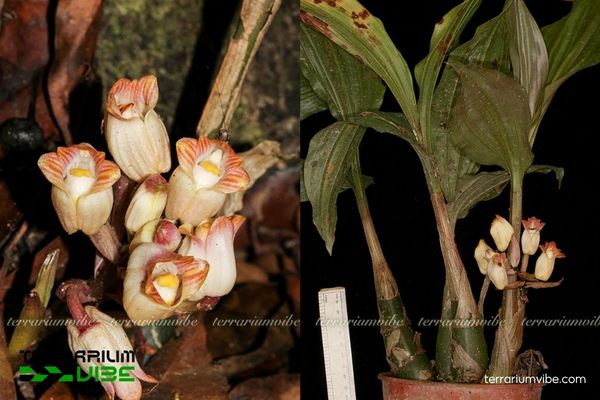 Lan Yên Ngựa Đà Lạt 3 Lan Yên Ngựa Đà Lạt phù hợp thiết kế tiểu cảnh rừng mưa, với rêu, đá