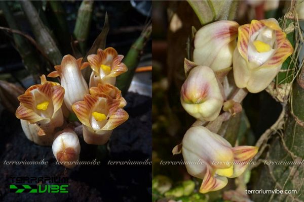 Lan Yên Ngựa Đà Lạt 4 Những yếu tố cơ bản cần lưu ý khi chăm Lan Yên Ngựa Đà Lạt