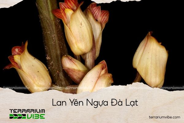 lan-yen-ngua-da-lat lan yên ngựa đà lạt