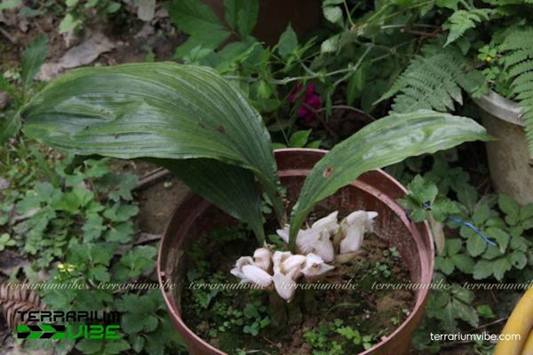 Lan Yên Ngựa Vạch 3 Lan Yên Ngựa Vạch phù hợp thiết kế hồ cạn mở hoặc bán mở