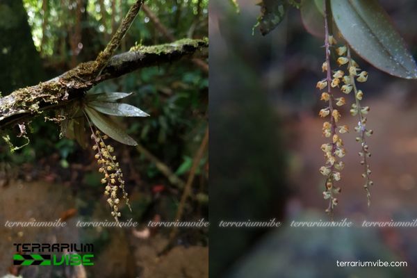 Robiquetia Minimiflora 2 Cây Abdominea Minimiflora sống trên thân cây rêu hoặc đá vôi trong các rừng ẩm ướt