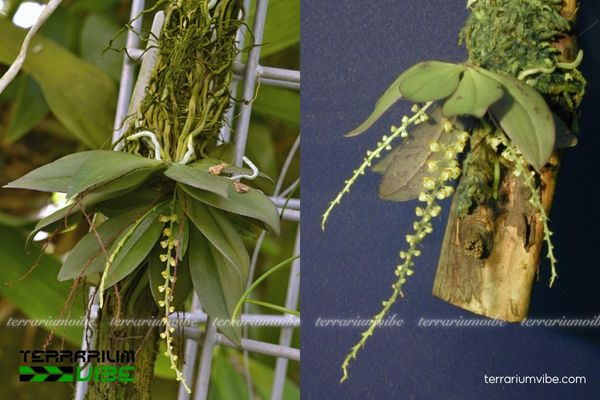 Robiquetia Minimiflora 3 Abdominea Minimiflora thích nghi linh hoạt trong đa dạng tiểu cảnh