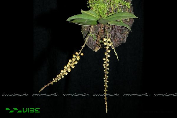 Robiquetia Minimiflora 4 Các yếu tố môi trường cần đảm bảo cho Robiquetia Minimiflora trong terrarium