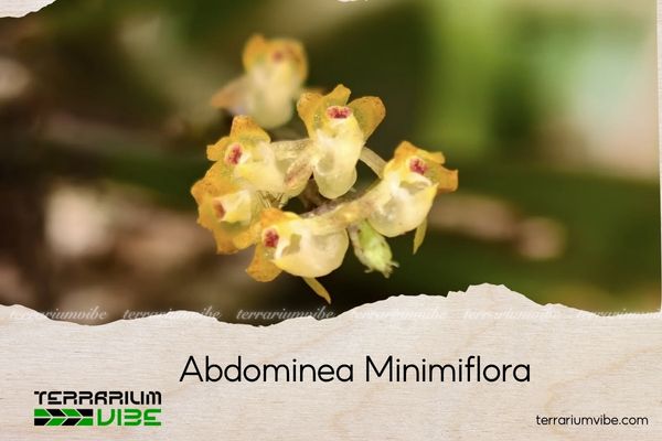 robiquetia-minimiflora robiquetia minimiflora