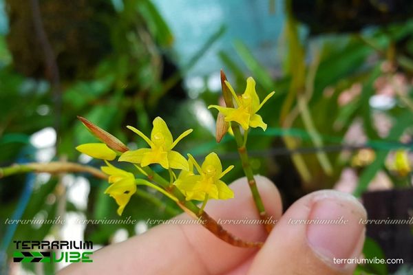 Thanh Đạm Chồi 1 Phân loại học và hình thái của Thanh Đạm Chồi