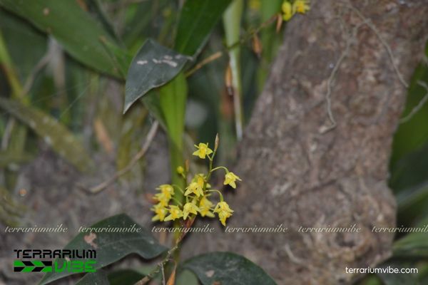 Thanh Đạm Chồi 2 Thanh Đam Chồi thường mọc bám trên cây hoặc vách đá ẩm