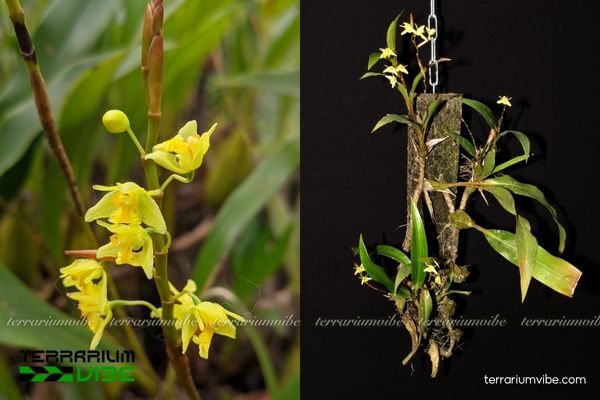 Thanh Đạm Chồi 3 Thanh Đạm Chồi ưa ẩm, phù hợp trồng trong hồ cạn