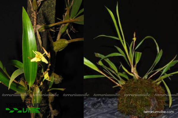 Thanh Đạm Chồi 4 Cách chăm sóc cơ bản Thanh Đạm Chồi trong làm tiểu cảnh