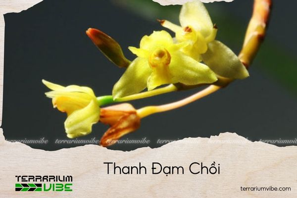thanh-dam-choi thanh đạm chồi