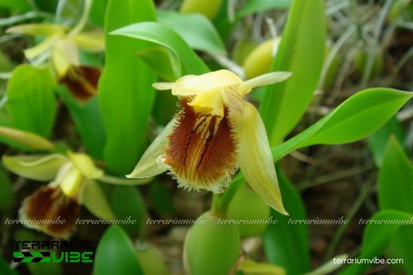 Thanh Đạm Lông Mi 1 Phân loại sinh học của Thanh Đạm Lông Mi