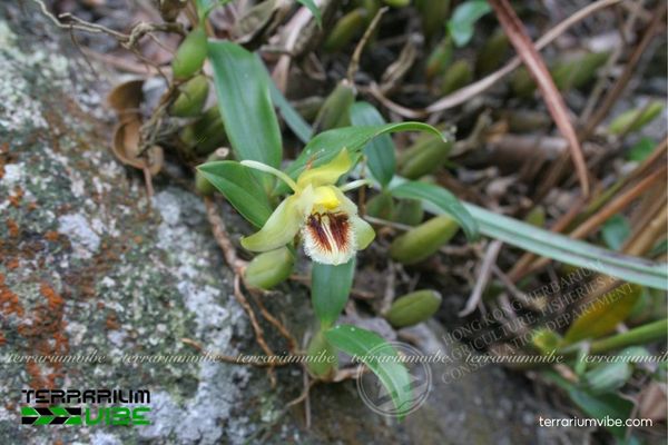 Thanh Đạm Lông Mi 2 Cây Thanh Đạm Lông Mi mọc bám trên thân cây rừng ẩm