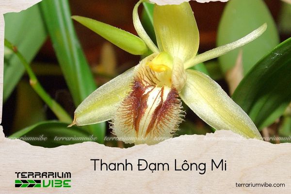 thanh-dam-long-mi thanh đạm lông mi