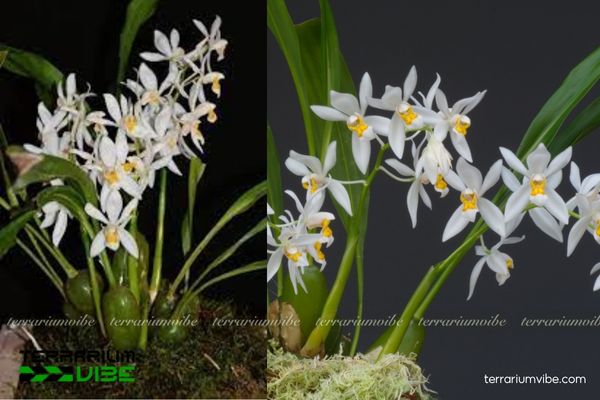 Thanh Đạm Ngủ 1 Phân loại sinh học của loài cây Thanh Đạm Ngủ