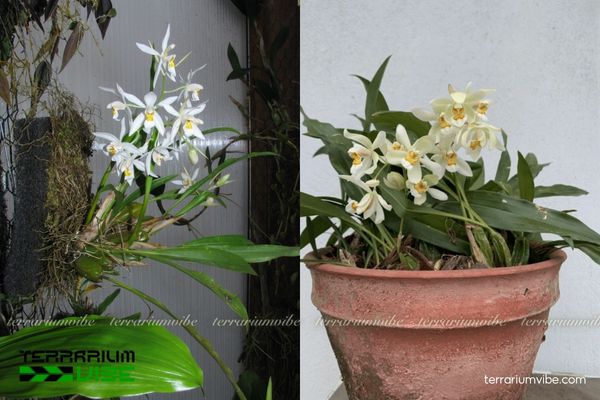 Thanh Đạm Ngủ 3 Thanh Đạm Ngủ sinh trưởng ổn định trong terrarium bán mở