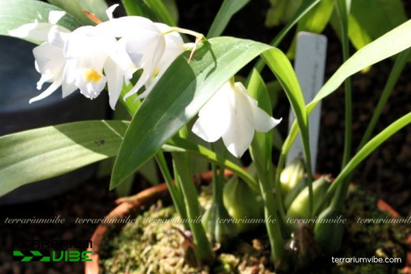 Thanh Đạm Tuyết Ngọc 1 Phân loại sinh học của Thanh Đạm Tuyết Ngọc