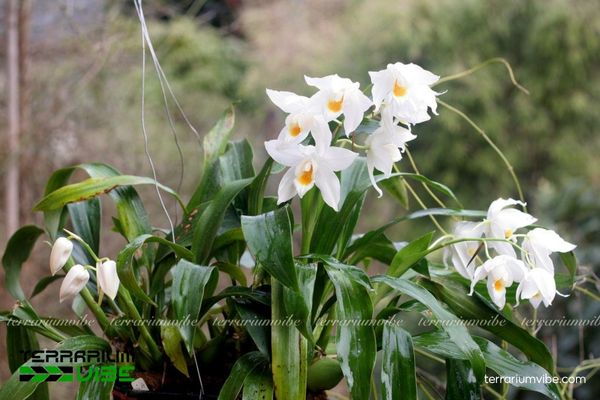 Thanh Đạm Tuyết Ngọc 2 Thanh Đạm Tuyết Ngọc mọc trên thân cây hoặc đá ẩm trong rừng