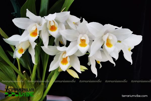 Thanh Đạm Tuyết Ngọc 3 Thanh Đạm Tuyết Ngọc trong terrarium bán mở nền rêu ẩm