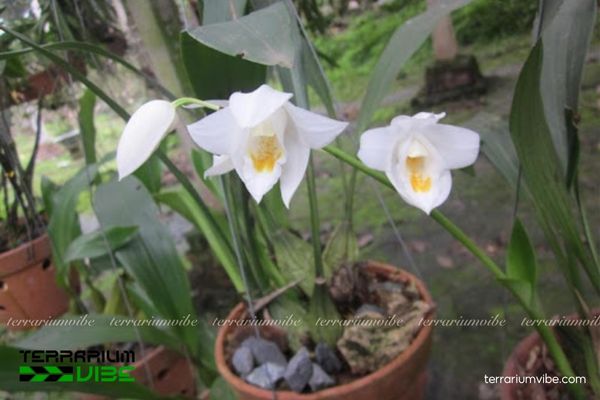 Thanh Đạm Tuyết Ngọc 4 Điều kiện môi trường cần thiết để chăm cây Thanh Đạm Tuyết Ngọc