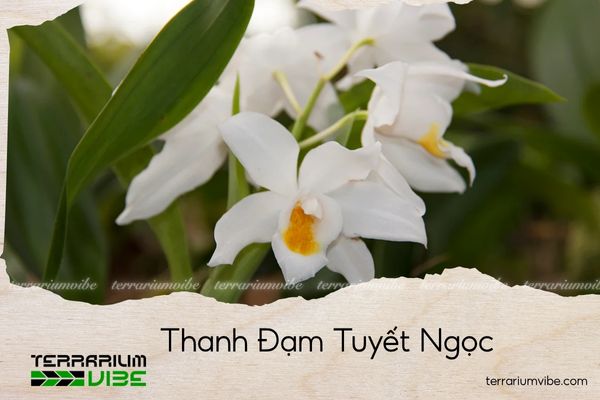 thanh-dam-tuyet-ngoc thanh đạm tuyết ngọc