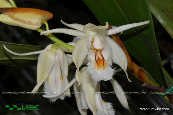 Thanh Đạm Vòi 1 Phân loại học và đặc điểm hình thái của Thanh Đạm Vòi