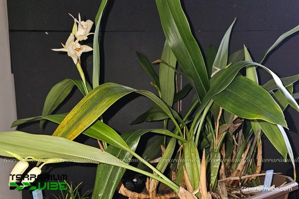 Thanh Đạm Vòi 2 Thanh Đạm Kem sinh trưởng tự nhiên trên thân cây cổ thụ và đá vôi ẩm