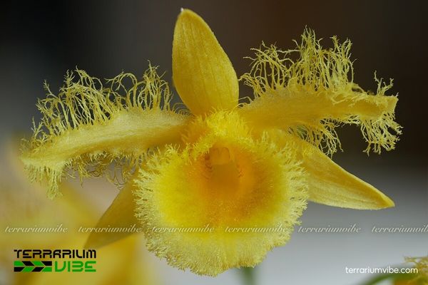 Thủy Tiên Tua 1 Phân loại học và hình dáng của cây Thủy Tiên Tua