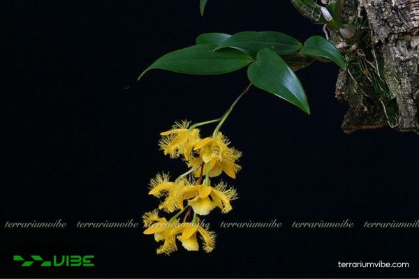 Thủy Tiên Tua 2 Thủy Tiên Tua có nguồn gốc Đông Nam Á, sống bám trên cây lớn