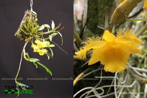 Thủy Tiên Tua 3 Thủy Tiên Tua phù hợp hồ cạn bán mở hoặc paludarium thoáng mát