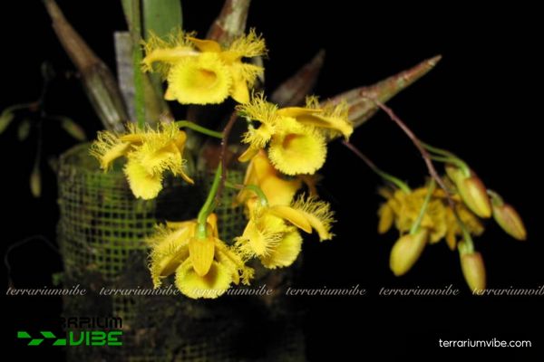 Thủy Tiên Tua 4 Những yếu tố về môi trường chăm cây Thủy Tiên Tua trong terrarium