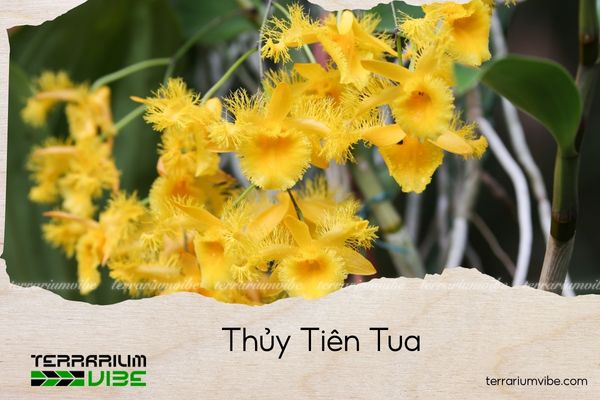 thuy-tien-tua thủy tiên tua