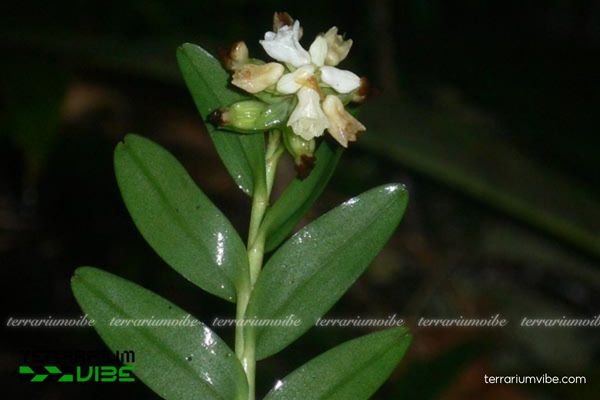 Vệ Lan Móng 1 Phân loại sinh học của loài lan Vệ Lan Móng