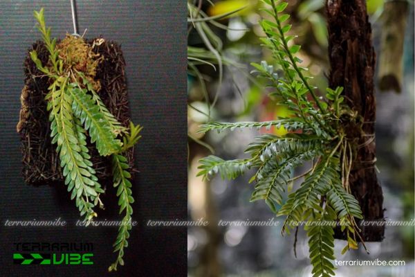 Vệ Lan Móng 3 Vệ Lan Móng thích hợp hồ cạn ẩm, kết hợp rêu, lan mini và cây nền ẩm